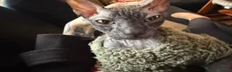 Sphynx cats for sale: Our beloved sphynx siblings  - Advert 4