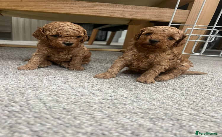 Cavapoo dogs - Advert 2