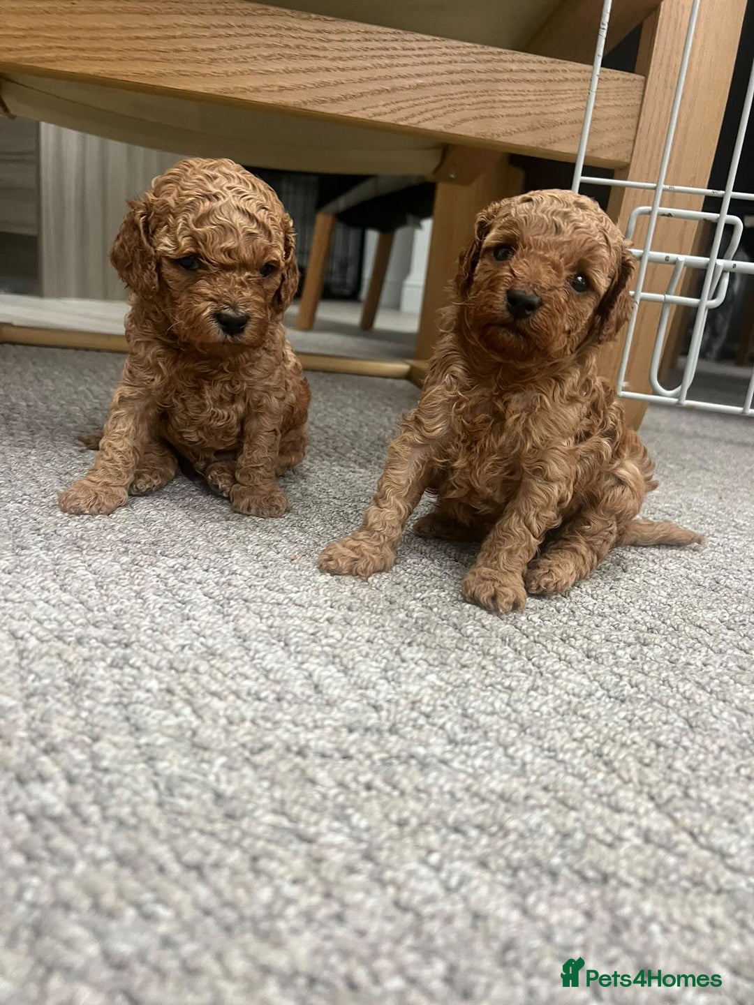 Cavapoo dogs for stud: Barnaby Holden  - Image 1