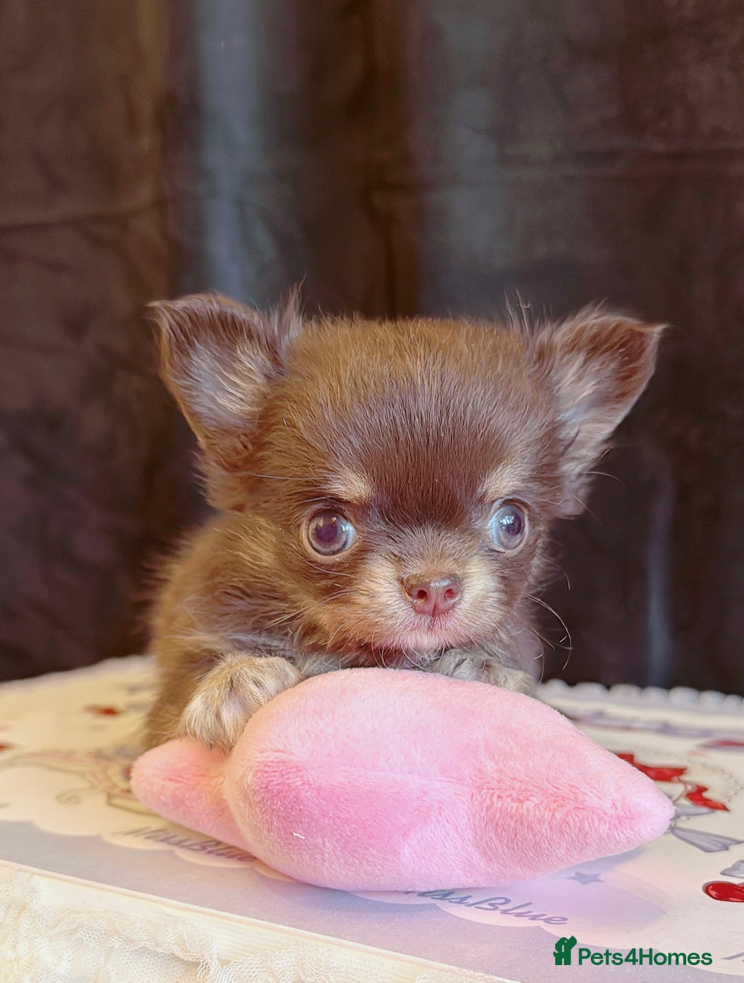 Chihuahua dogs for sale: Long haired chihuahuas - Advert 6