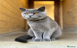 British Shorthair cats for sale: Gorgeous British Blue Male - Image 2