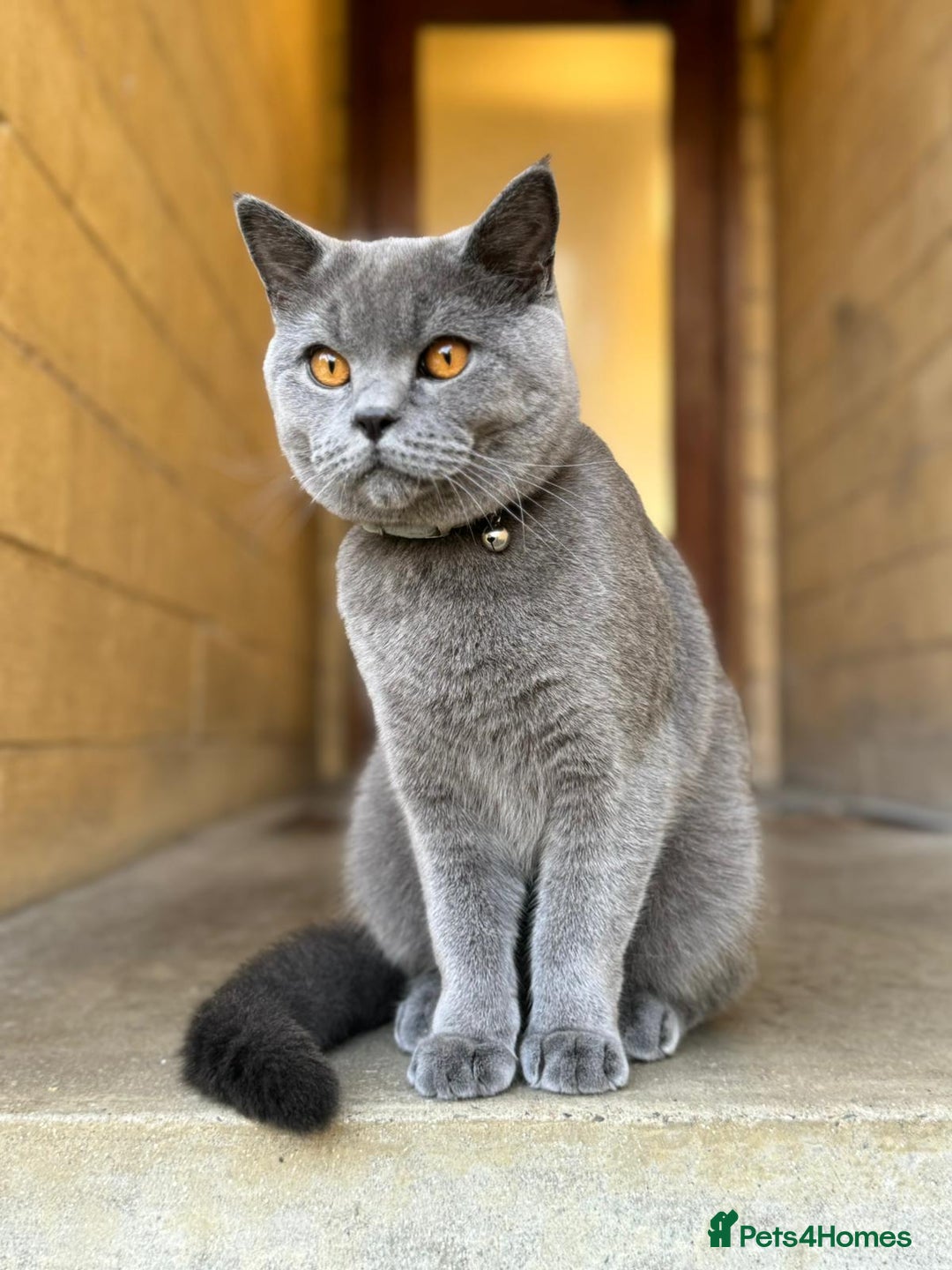 British Shorthair cats for sale: Gorgeous British Blue Male - Image 2