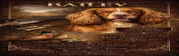 Cocker Spaniel dogs for sale: ** KC reg working Cocker Spaniels **  in Thirsk - Advert 6