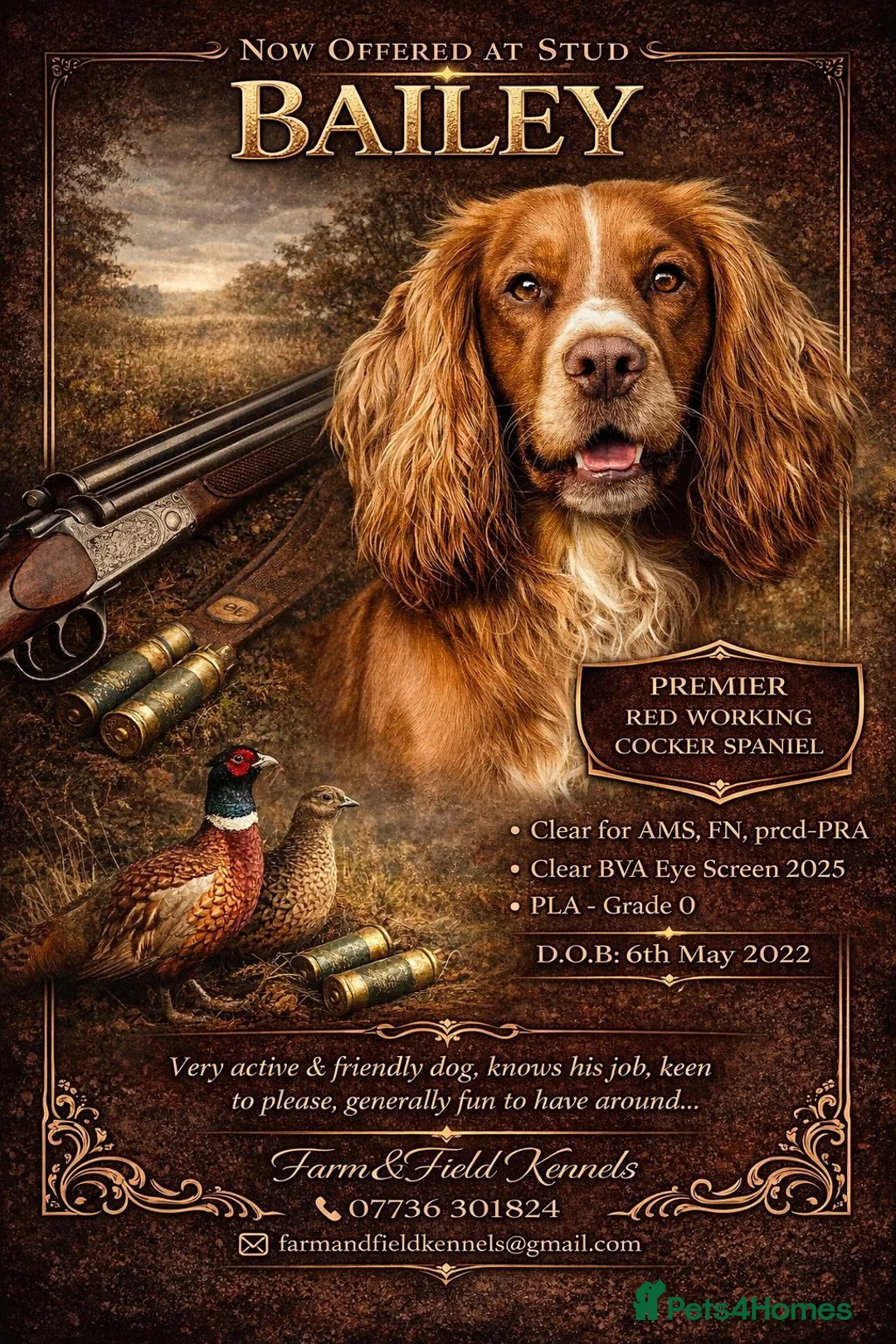 Cocker Spaniel dogs for sale: ** KC reg working Cocker Spaniels **  in Thirsk - Advert 6