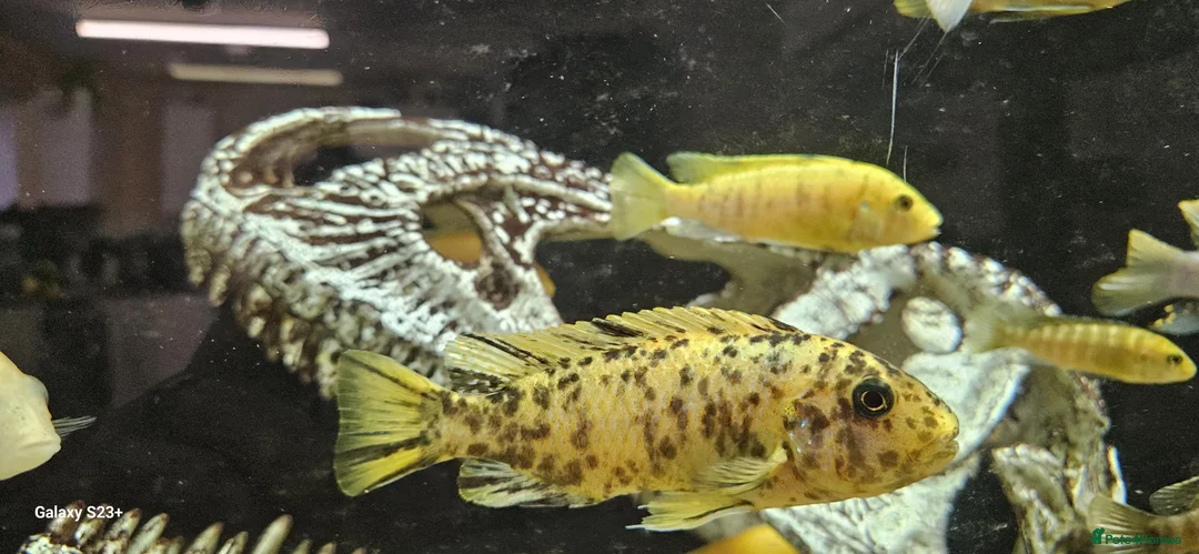 Other/Mixed Breed fish for sale: Assortment of fish  - Advert 21