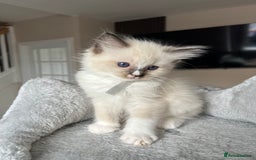 Ragdoll cats for sale: Registered Ragdoll kitttens for sale - Image 11