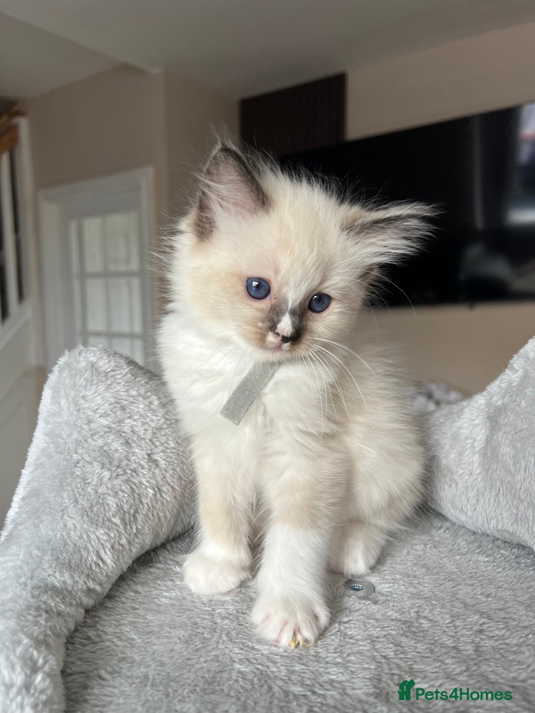 Ragdoll cats for sale: Registered Ragdoll kitttens for sale - Image 11