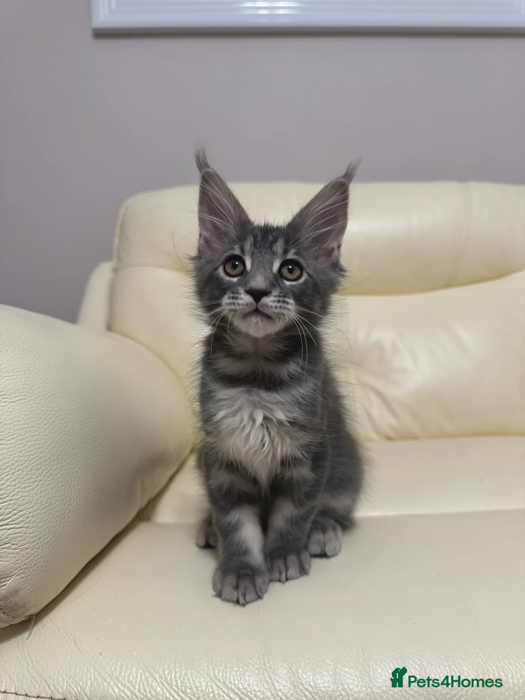 Maine Coon cats for sale: MaineCoonKitten🏆20+gen🧬Outstadning Full Pedigree - Advert 25