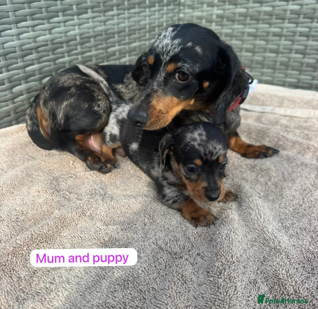 Dachshund dogs for sale: Sausage dog Puppys absolutely adorable in Dereham - Advert 1