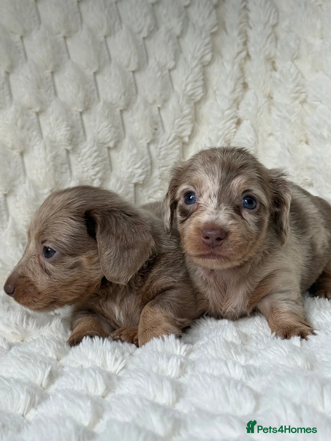 Miniature Dachshund dogs for sale: ❤️MINATURE DACHSHUND PUPPIES❤️ - Advert 1