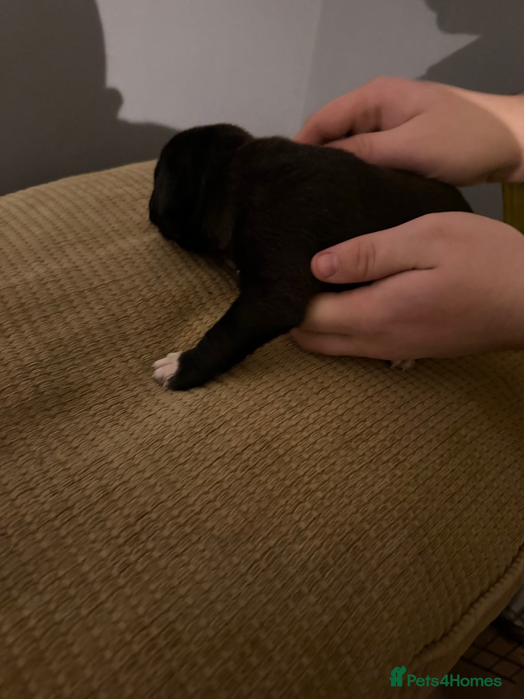 Mixed Breed dogs for sale: Puppies  - Advert 7