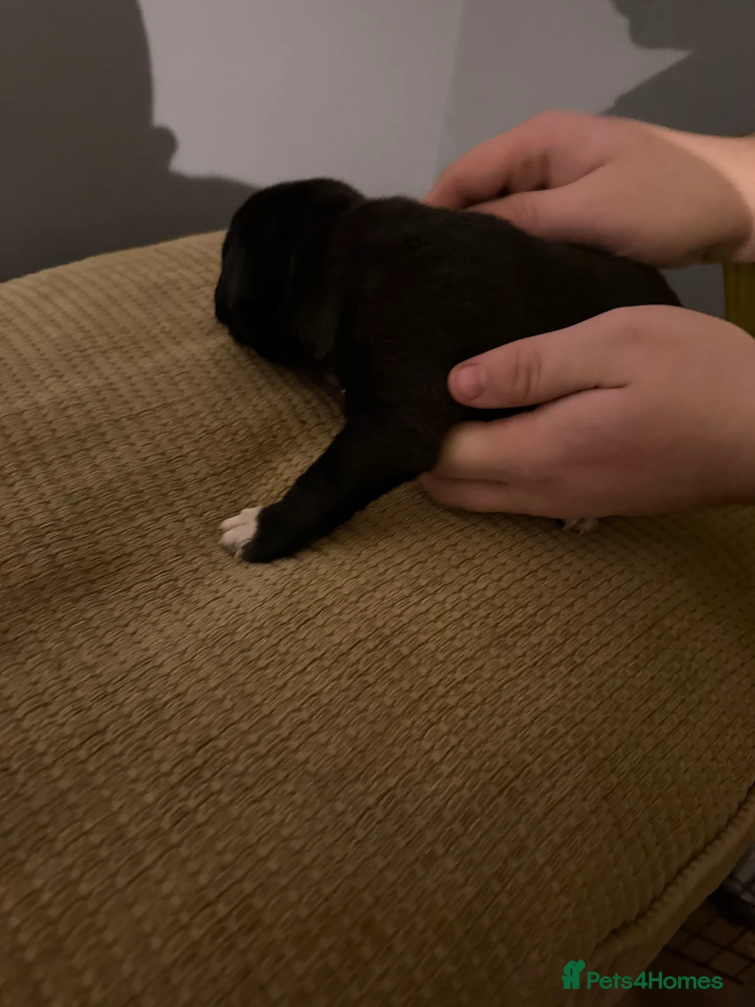 Mixed Breed dogs for sale: Puppies  - Advert 7