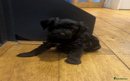 Jackapoo dogs for sale: 2x Male 1x female adorable Jackapoo Puppies! - Image 3