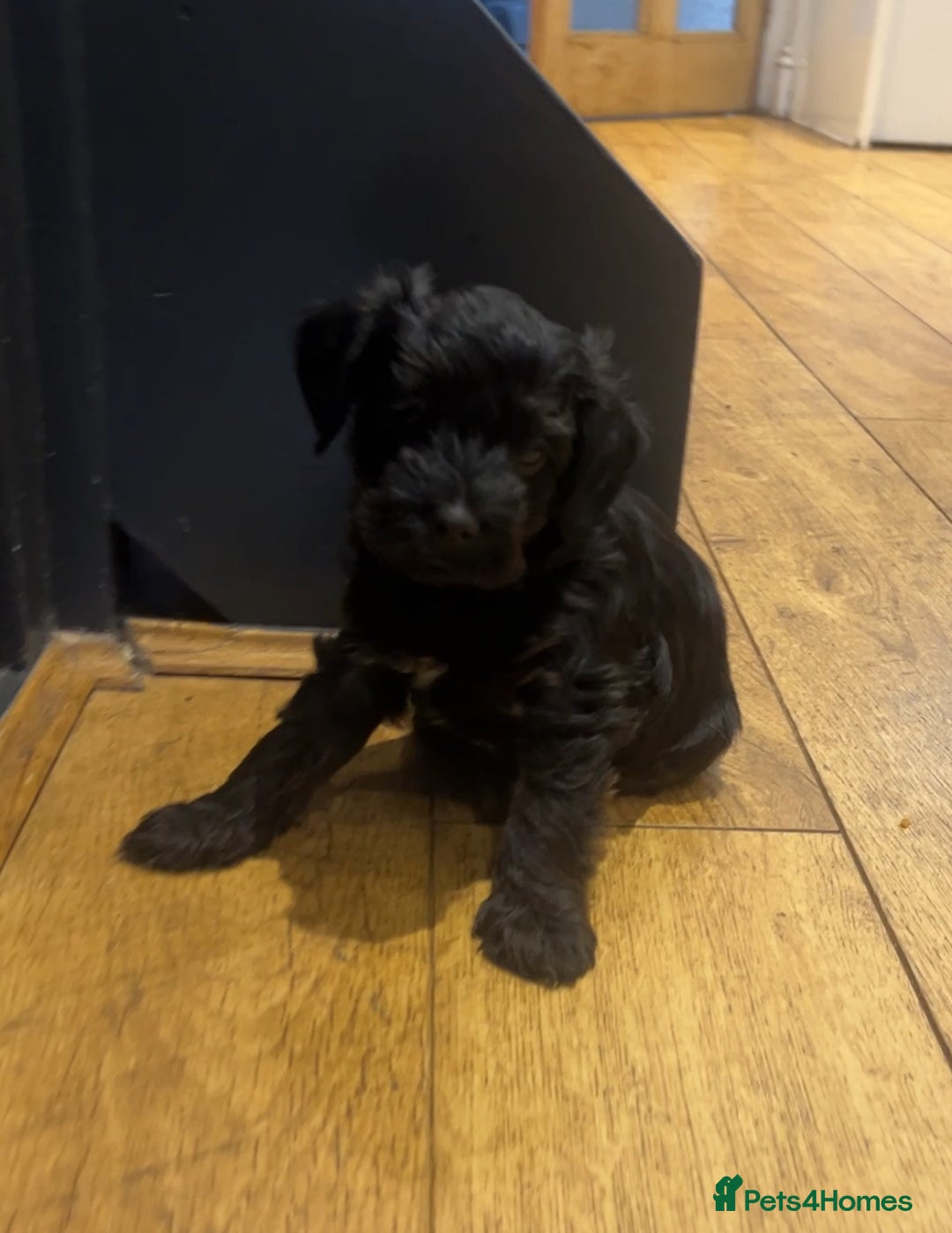 Jackapoo dogs for sale: 2x Male 1x female adorable Jackapoo Puppies! - Image 3