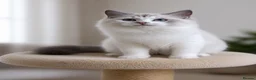 Ragdoll cats for sale: Beautiful Tica Registered Kittens Ragdoll - Advert 28