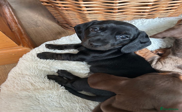 Miniature Dachshund dogs - Advert 11