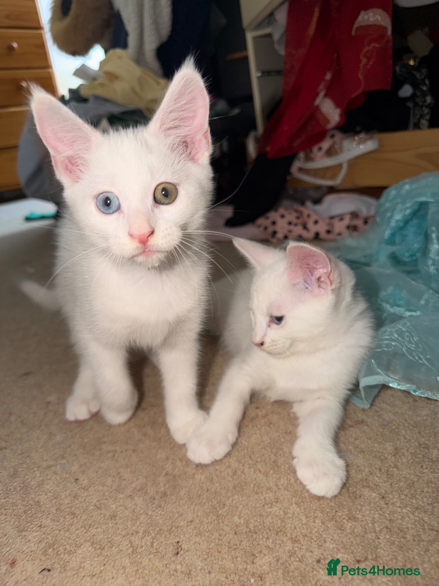 Mixed Breed cats Mix maincoon kittens - Advert 3
