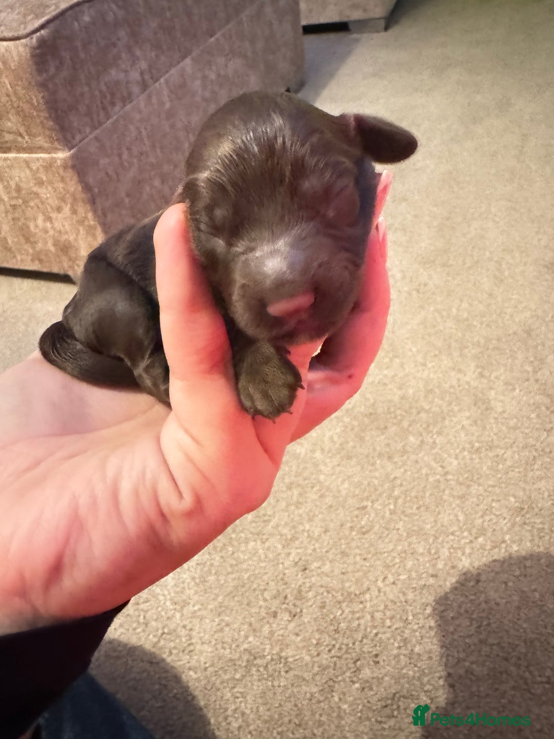 Cockapoo dogs for sale: Beautiful Cockapoo Puppies  - Advert 8