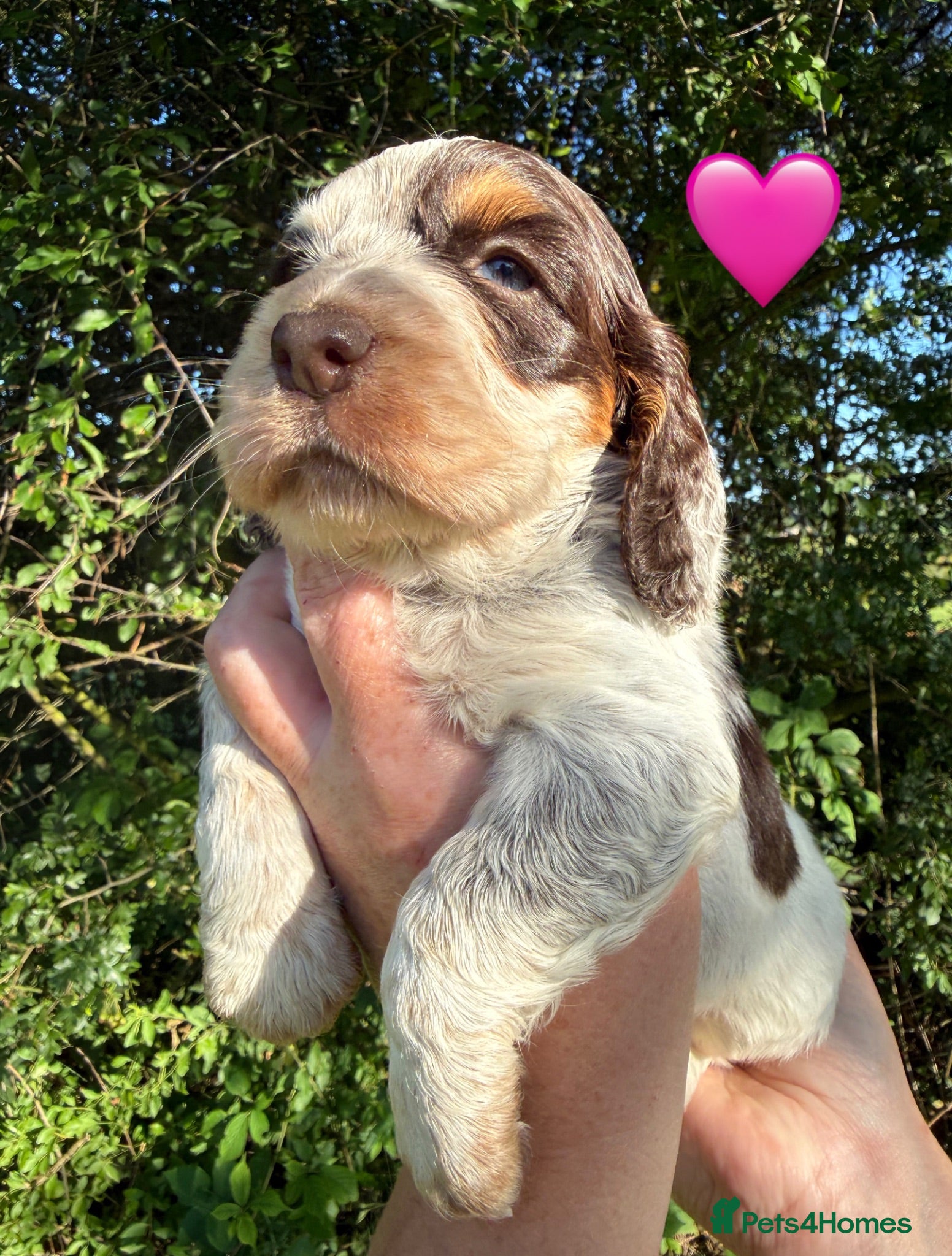 Cocker Spaniel dogs Stunning cocker pups excellent health testing  - Advert 1