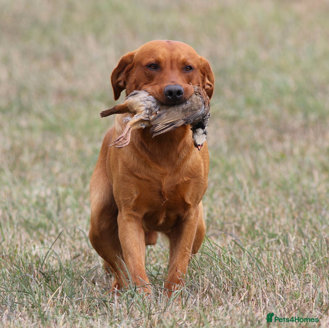 Labrador Retriever dogs for stud: At Stud Autumnsoak Delphinium Bryn Hips 0/0 - Advert 5