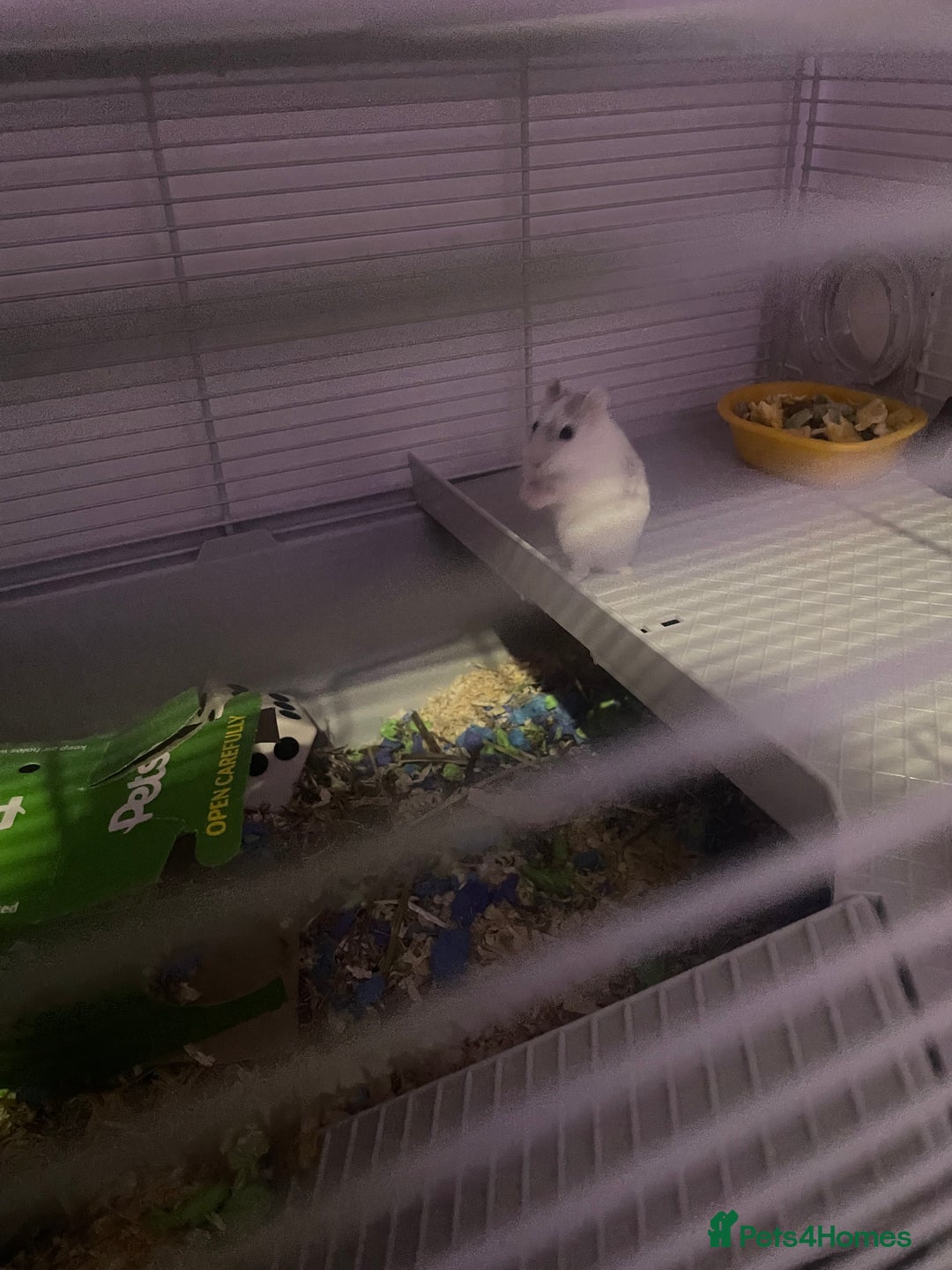 Hamster rodents for sale: Dwarf hamster for sale in Nottingham - Advert 4