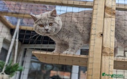 British Shorthair cats for sale: British Shorthair Kittens  - Image 16
