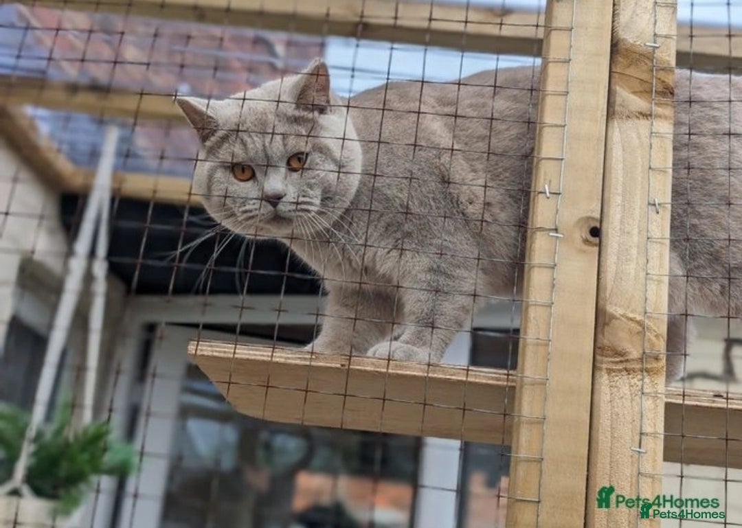 British Shorthair cats for sale: British Shorthair Kittens  - Image 16