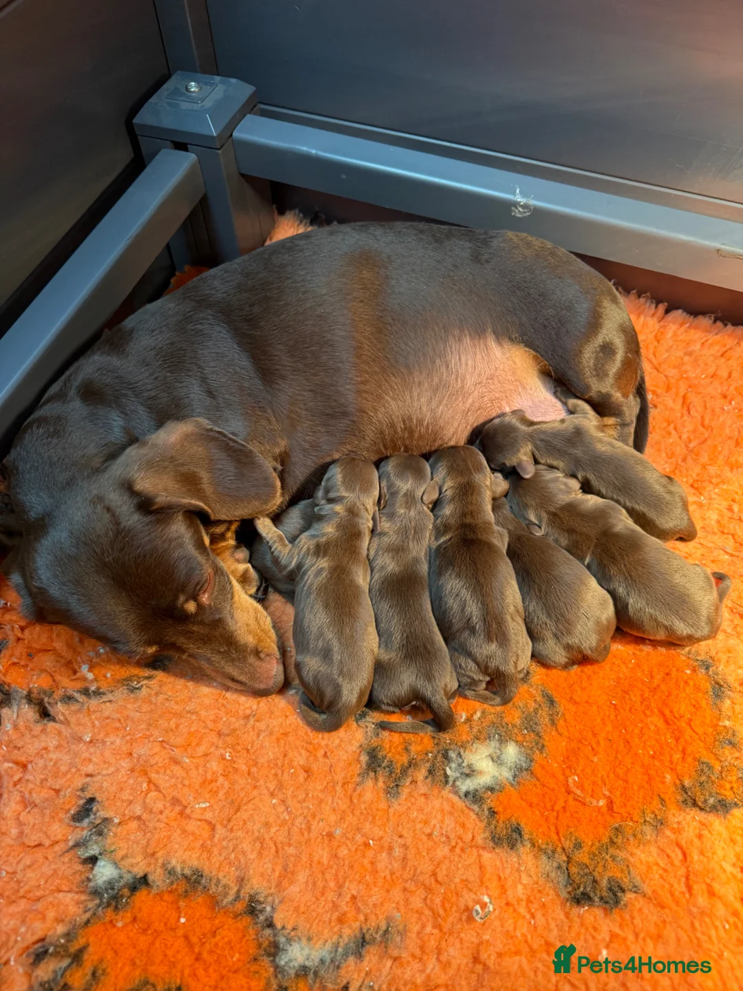 Miniature Dachshund dogs for sale: Long and short haired miniature Dachshunds  - Advert 16