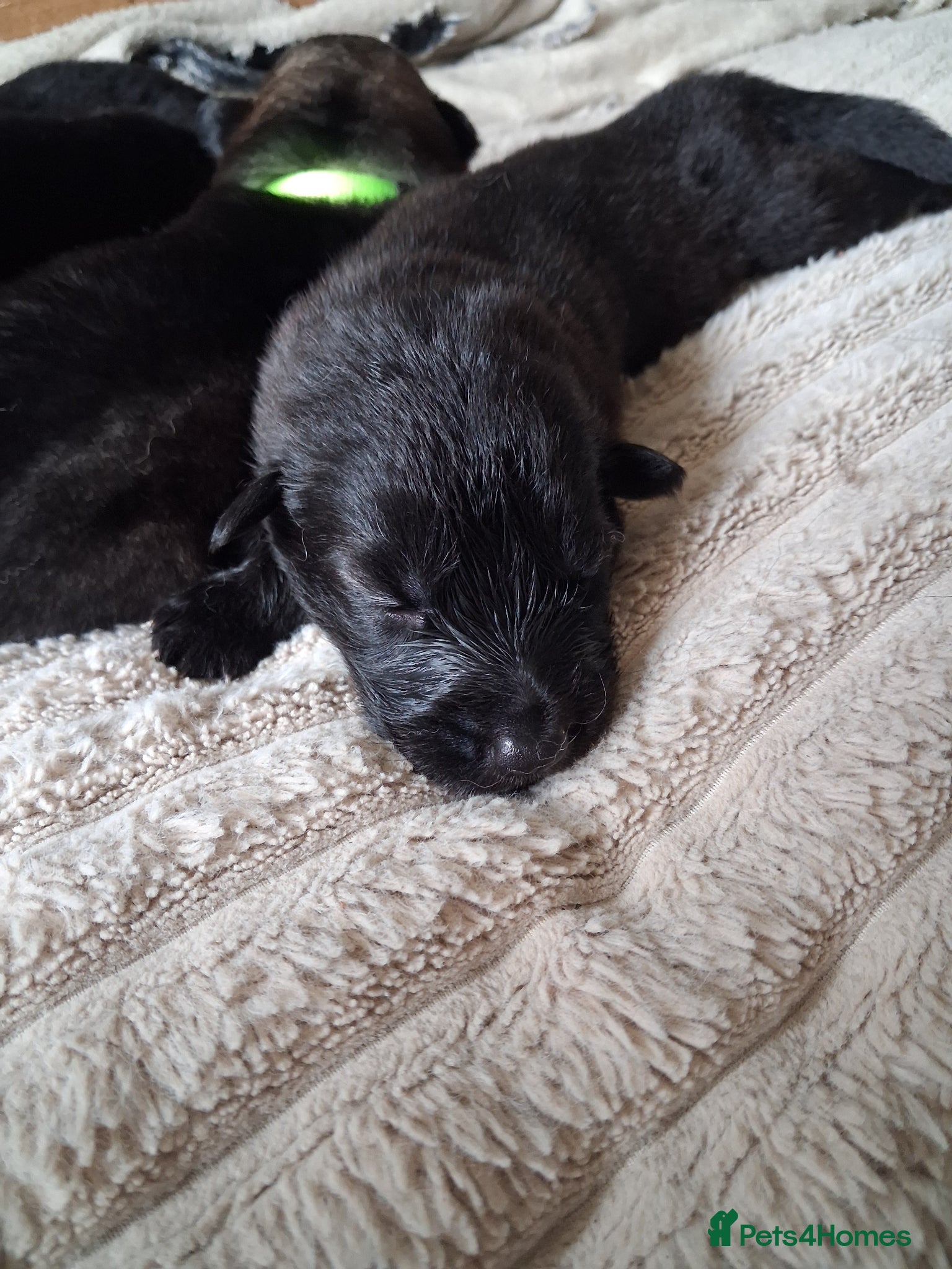 German Shepherd dogs for sale: German shepherd puppies  - Advert 5