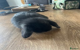 Dwarf Lop rabbits for sale: Dwarf lops READY NOW - Image 10