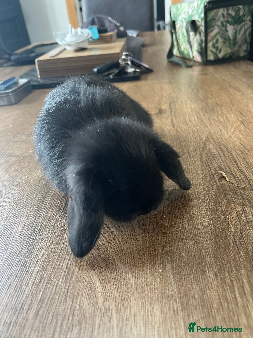 Dwarf Lop rabbits for sale: Dwarf lops READY NOW - Image 10