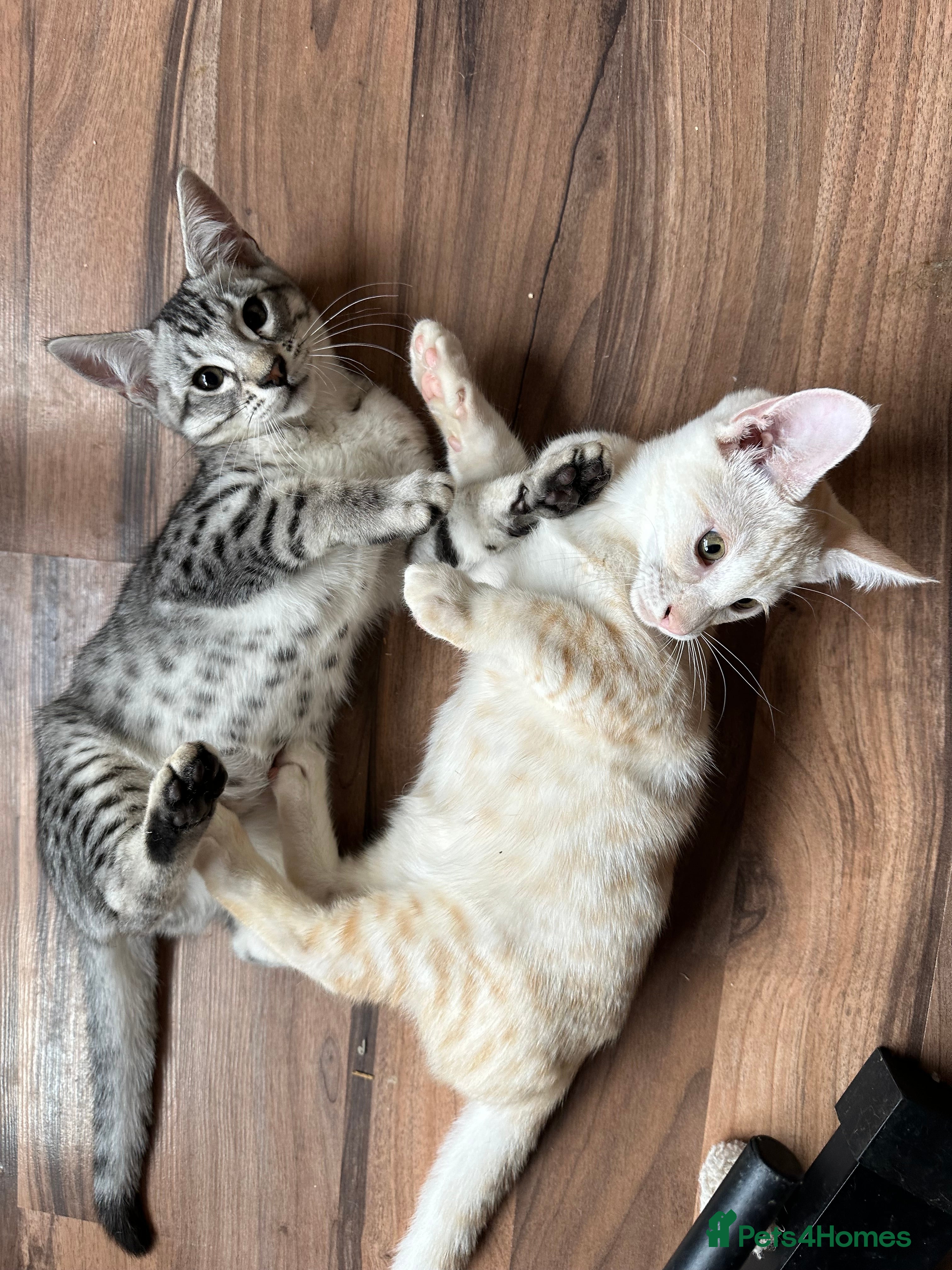 Mixed Breed cats Amazing Crossed Bengals Available  - Advert 1
