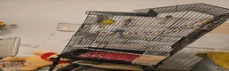 Budgerigars birds for sale: Femal and male budgies in Bristol - Advert 2