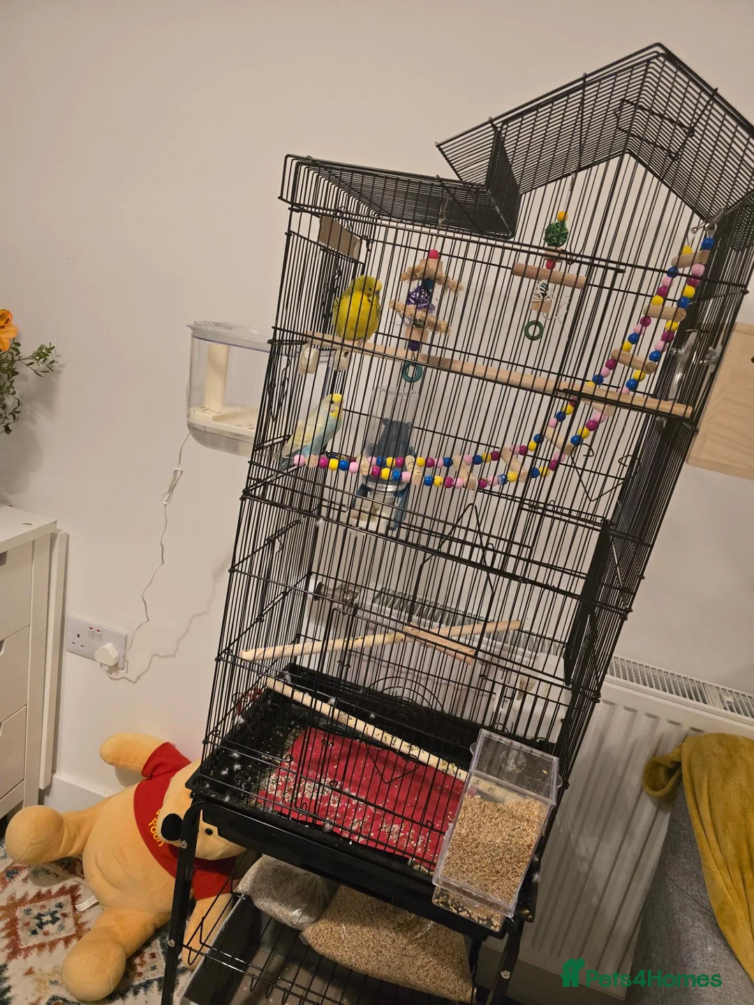 Budgerigars birds for sale: Femal and male budgies in Bristol - Advert 2