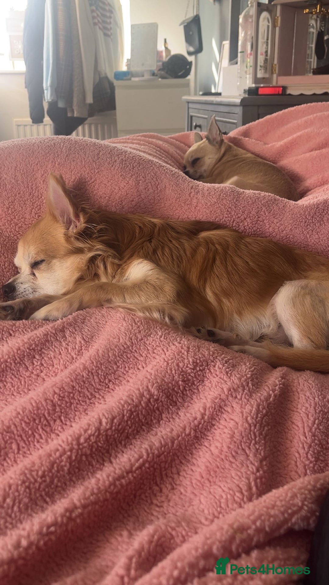 Chihuahua dogs for sale: Beautiful apple head puppies  - Image 3