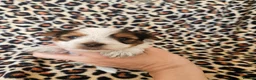 Yorkshire Terrier dogs for sale: DNA tested parents Biewer and Ocean Pearl puppies - Advert 26