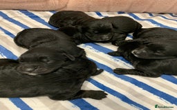 Cockapoo dogs for sale: F1 & F1b puppies. Health tested.  - Image 8