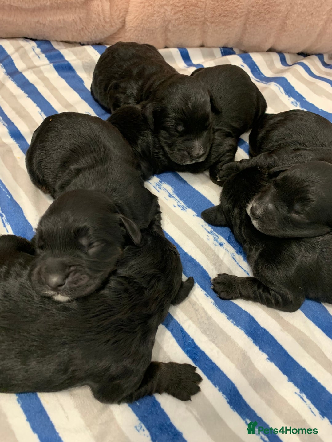 Cockapoo dogs for sale: F1 & F1b puppies. Health tested.  - Image 8
