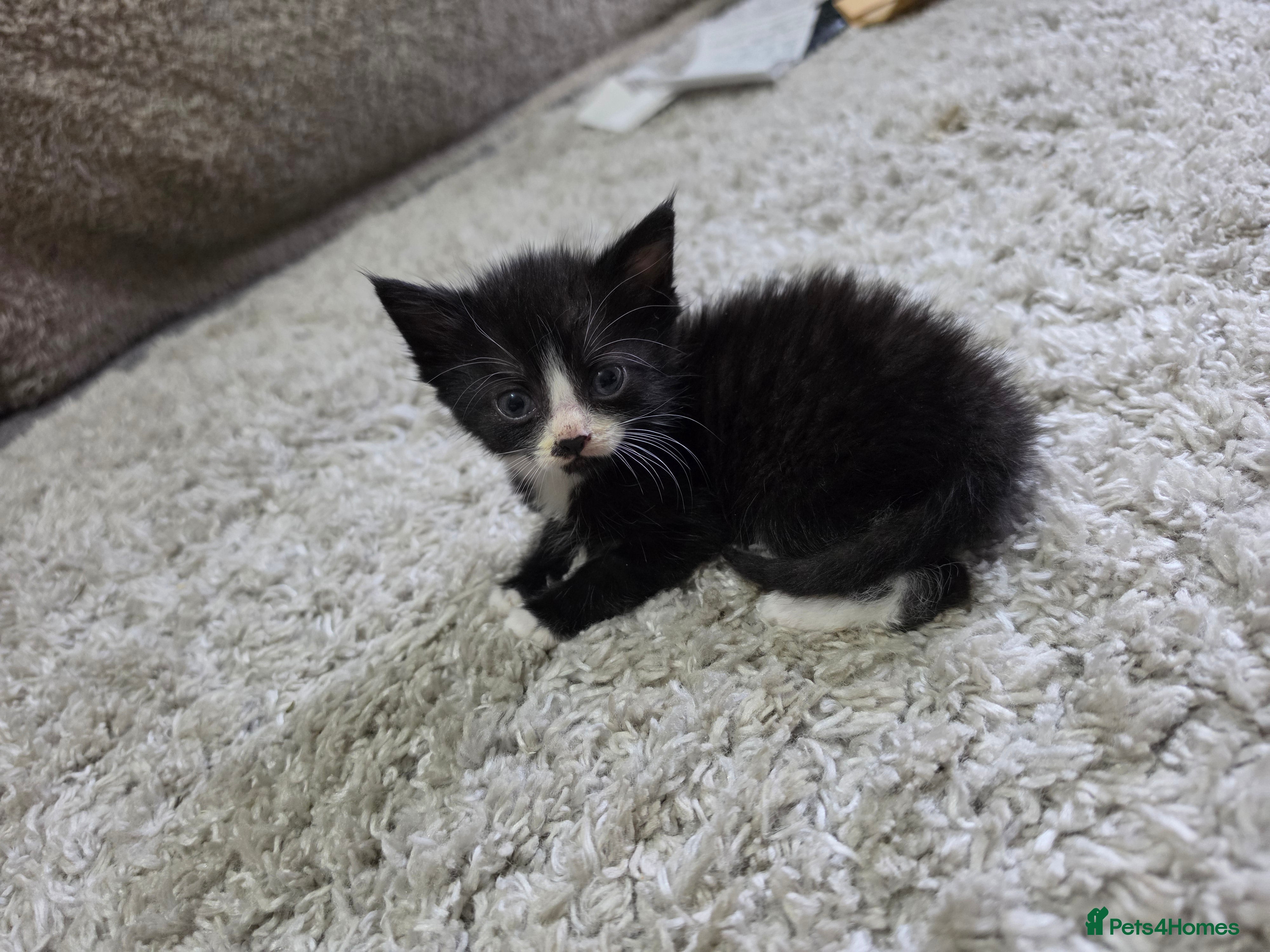 Mixed Breed cats "Fluffy Furballs"  - Advert 2