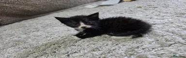 Mixed Breed Kitten 3