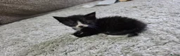 Mixed Breed cats for sale: "Fluffy Furballs"  - Advert 23