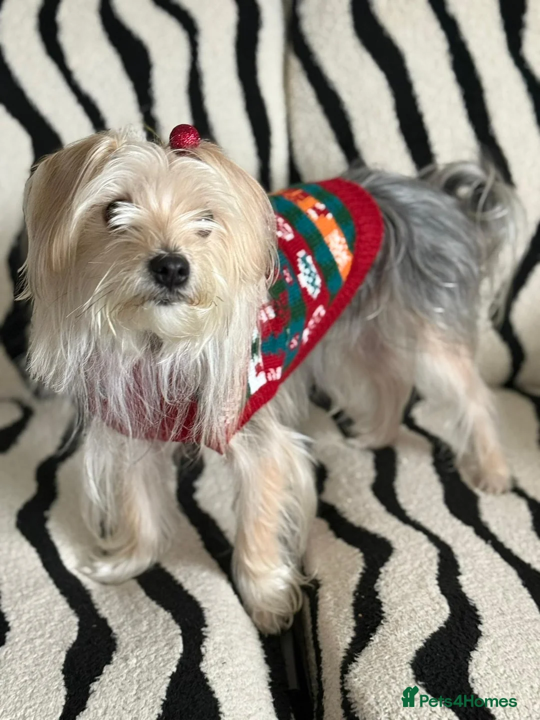 Mixed Breed dogs for sale: Beautiful Maltese & Silky Terrier Puppies - Advert 8