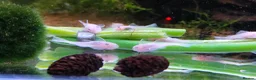 Plecos fish for sale: Snow White Bristlenose Short Fin Plecos - Advert 3