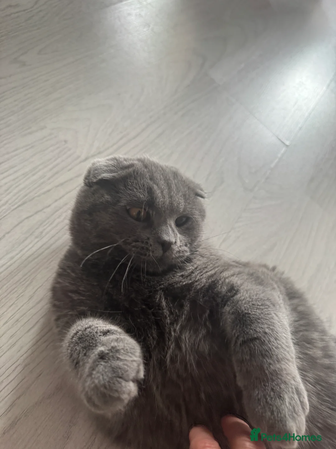 Scottish Fold cats for sale: Scottish Fold class & chinchilla Kittens Available - Advert 2