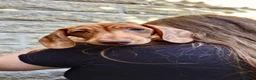 Miniature Dachshund dogs for sale: Beautiful Miniature Puppy Dachsung  - Advert 9