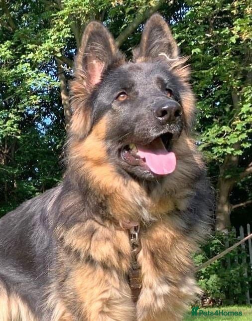 German Shepherd dogs Fluffy Long-Haired German Shepherd Puppies - Advert 17