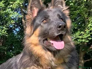 German Shepherd dogs Fluffy Long-Haired German Shepherd Puppies - Advert 3