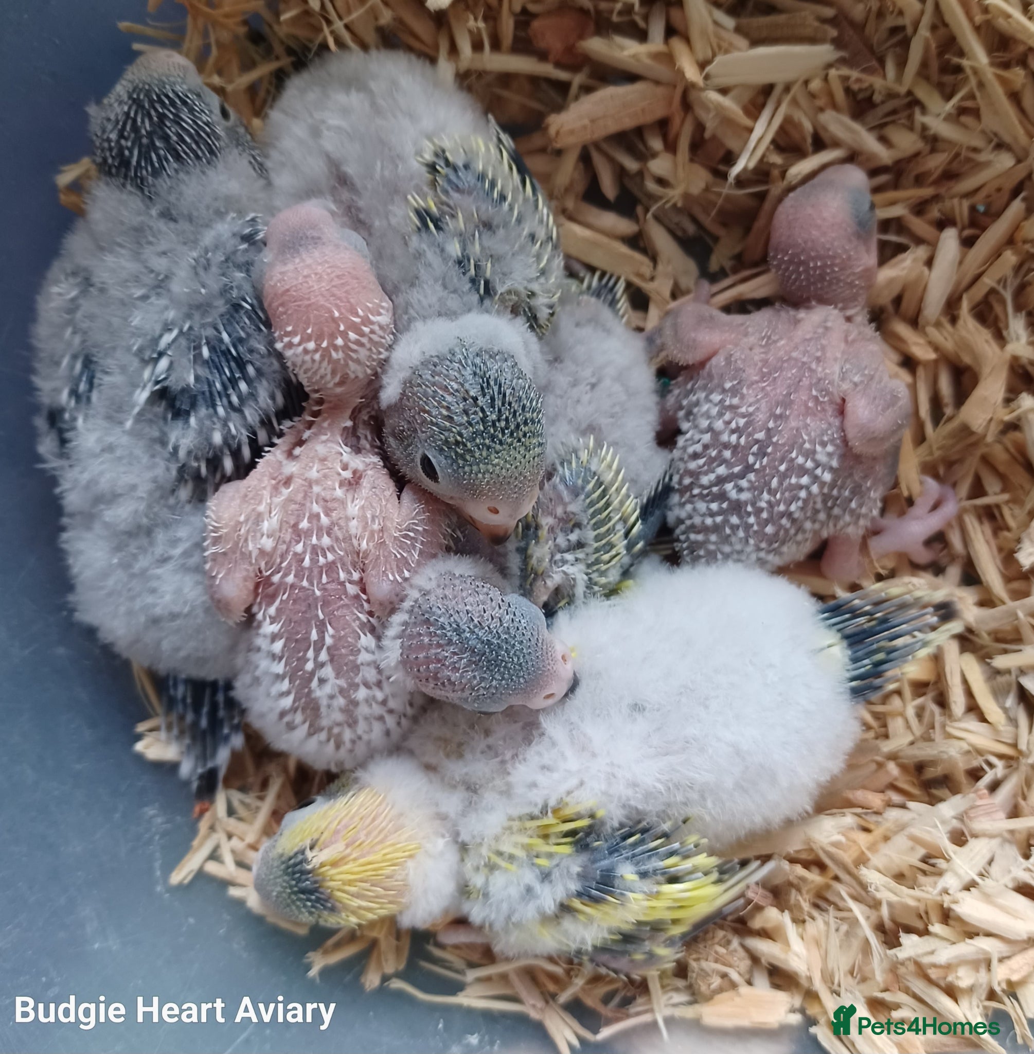 Budgerigars birds Hobby budgie breeder- waiting list open - Advert 8