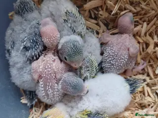 Budgerigars birds Hobby budgie breeder- waiting list open - Advert 8