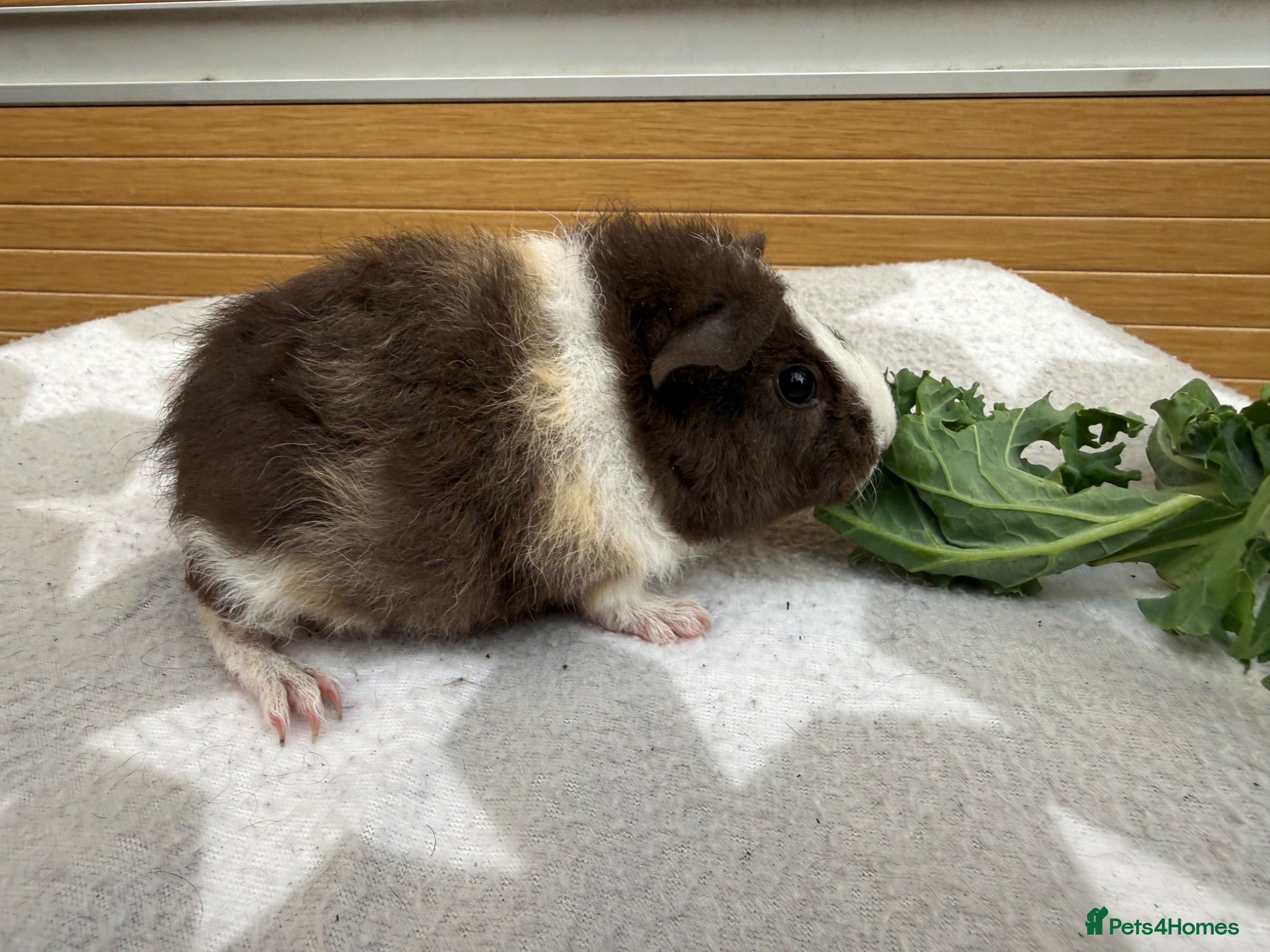 Guinea Pig rodents 1 female teddy guineapigs AVAILABLE  - Advert 1